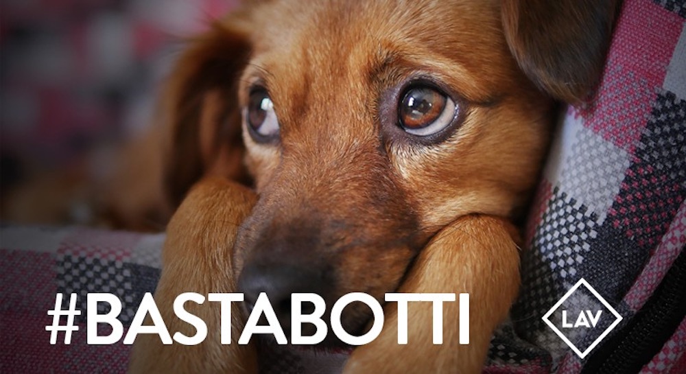 LAV-#BastaBotti