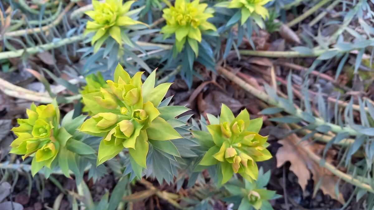 Rete-degli-orti-botanici-Euphorbia Rigida_Orto di Brera_Rete Orti Lombardia_02.22(1)