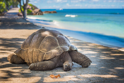 Evolution-Travel-Seychelles, tartaruga gigante