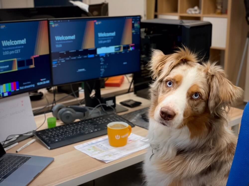 MYLAV-Cani in ufficio