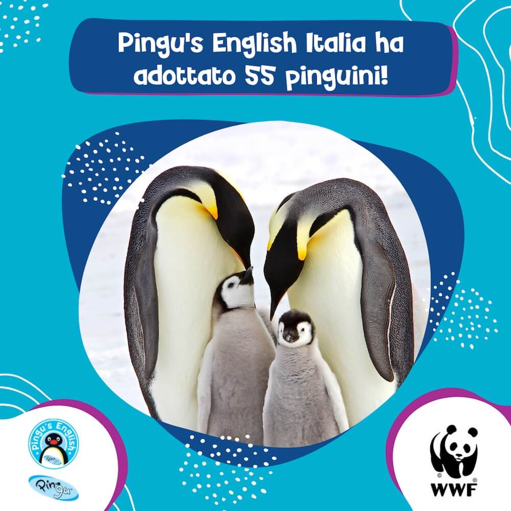 Pingu's-English-Italia ha adottato 55 pinguini generale