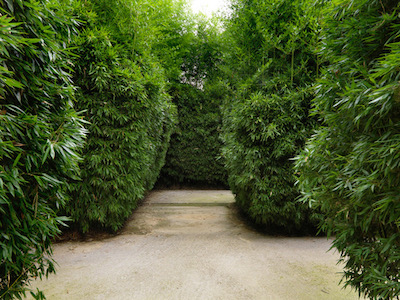 Labirinto-della-Masone-Corridoio all interno del labirinto di bambu_ La specie usata e il Phyllostachys bisseti-Ph credits Massimo Listri ©