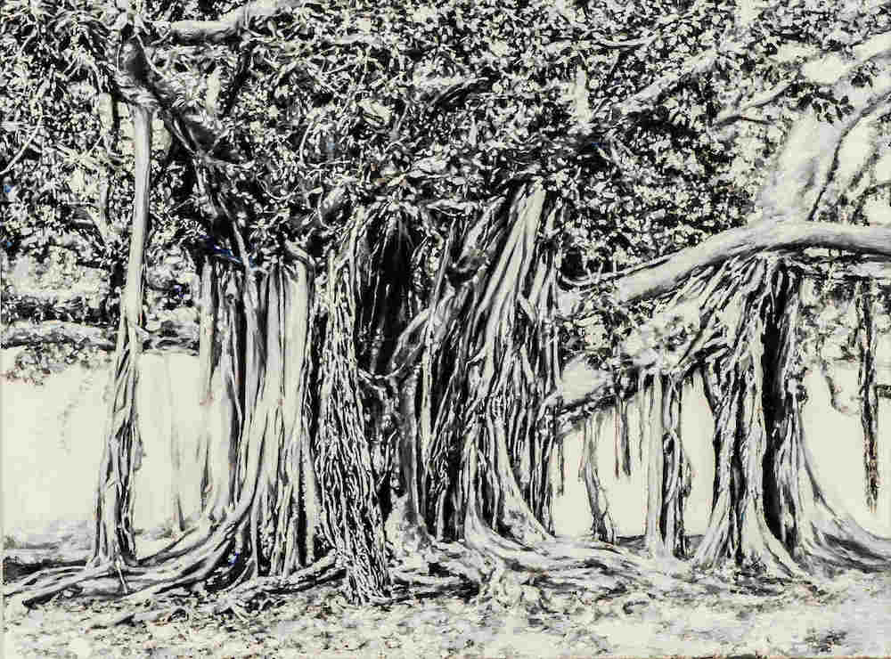 Grand-Tour-Ficus- -acrilico su tela - 66 -50 cm -collezione privata (1)