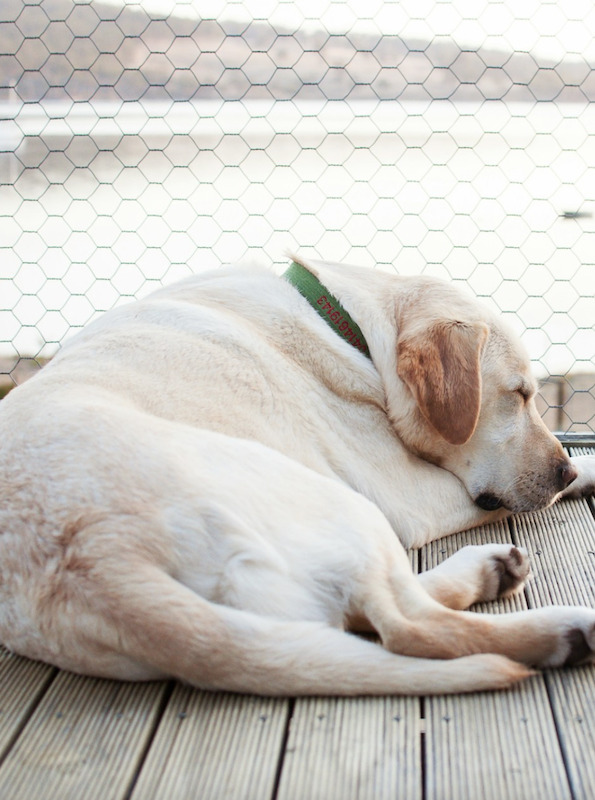 Giornata mondiale del Cane